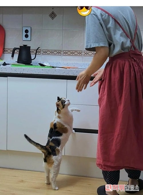 참치 김치찌개 만들면 생기는일