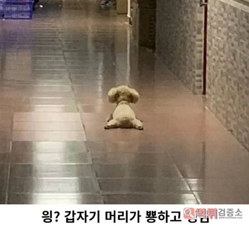 떨어져 있던 곰인형