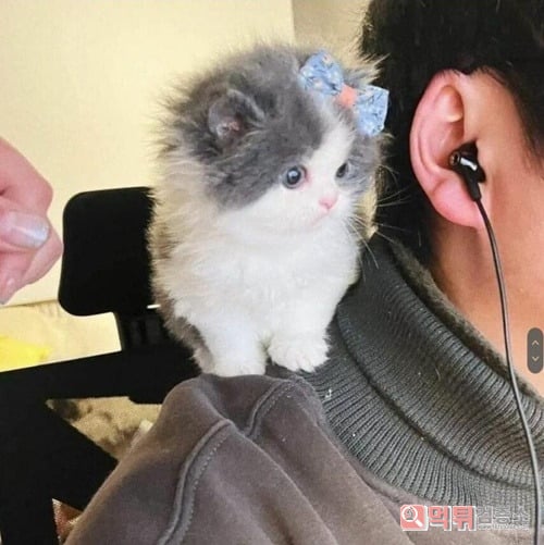 무슨 인형같네요
