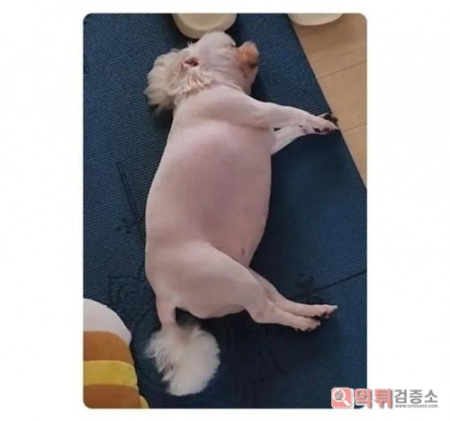 새끼 돼지인가요
