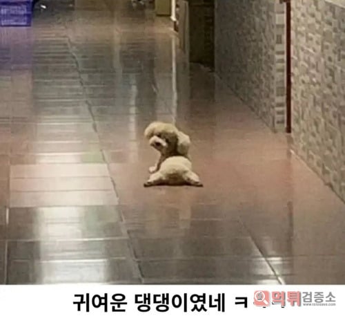 떨어져 있던 곰인형
