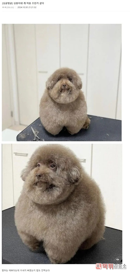 뜻밖의 가위손 뜻밖의 가위손