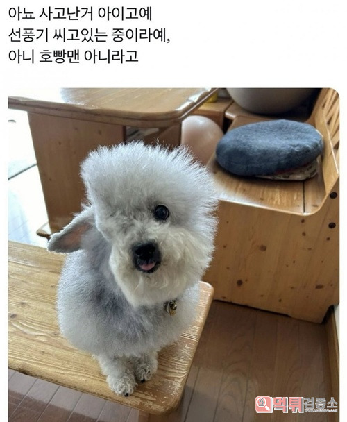 얼굴이 반쪽이 되부렀네~~ 우쮸쮸 얼굴이 반쪽이 되부렀네~~ 우쮸쮸